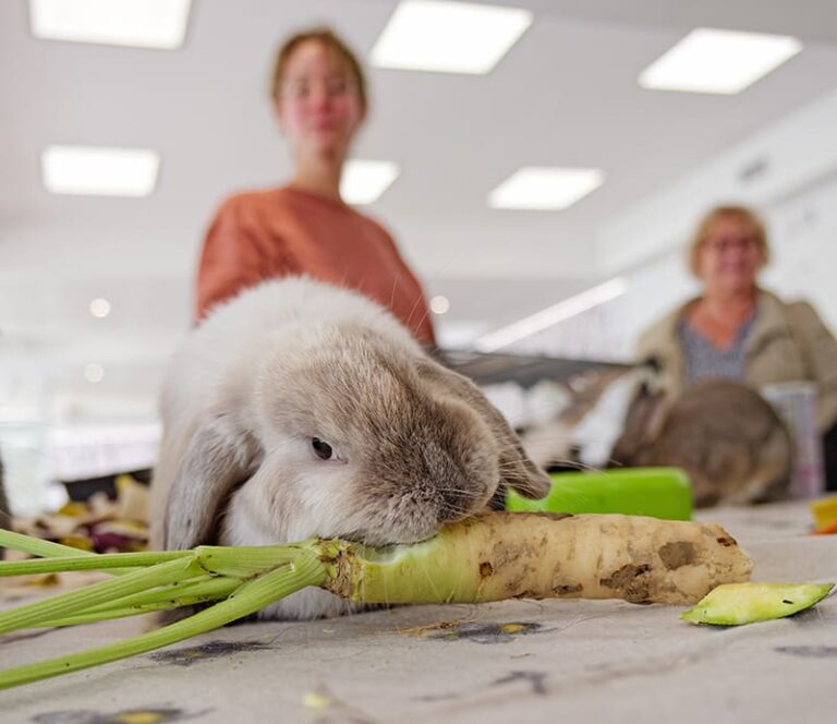 Animaux de compagnie acceptés en résidence seniors